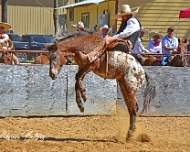 3-16-25 Mesquite